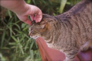 Lanai_Cat_Sanctuary