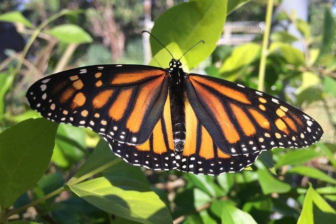 Credit to Maui Butterfly Farm