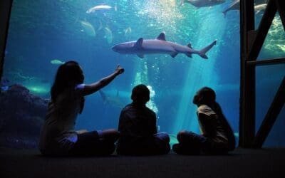 Exploring the Magical Marine Life at the Maui Ocean Center