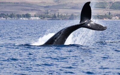 The Annual Humpback Whale Migration to Hawaii