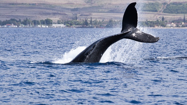 The Annual Humpback Whale Migration to Hawaii